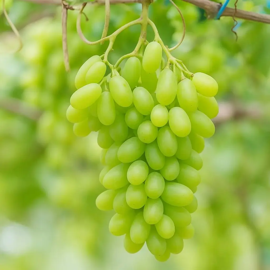 Uva Thompson sem semente